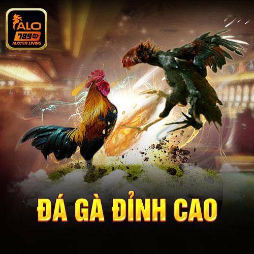 Đá gà đỉnh cao